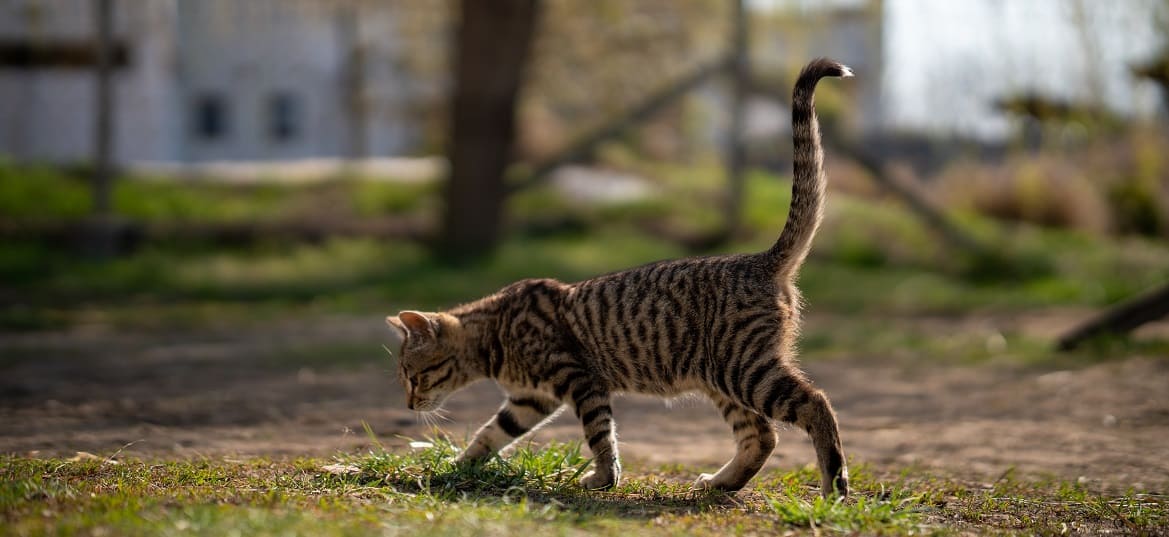 Запор у кошек