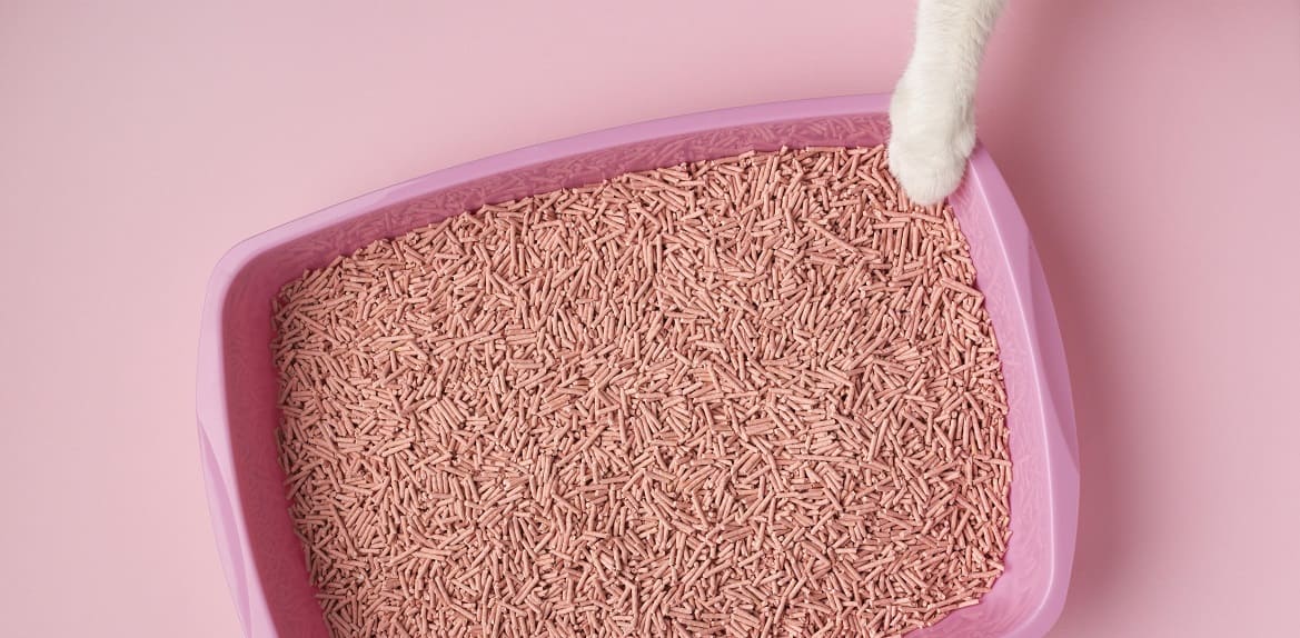 Запор у кошек лечение