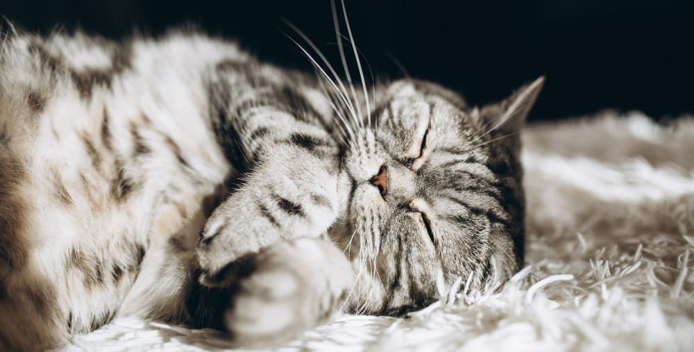 Железодефицитная анемия кошек