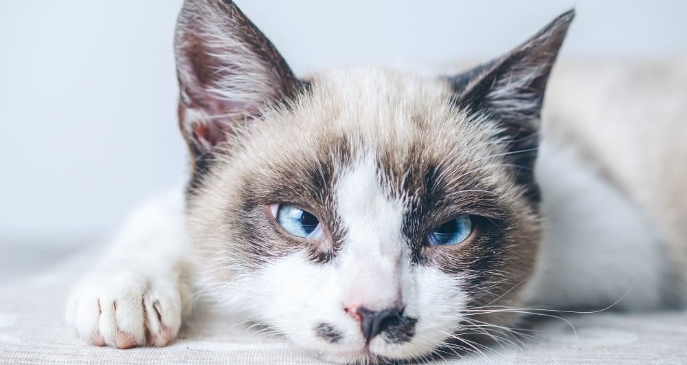 как лечится железодефицитная анемия кошек