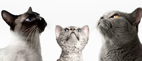 Какие заболевания вызывают кровопотерю